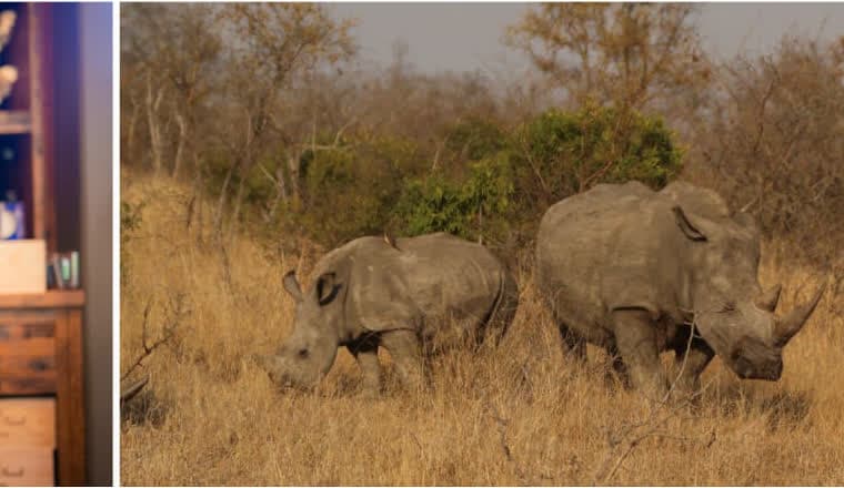 White rhinos on safari